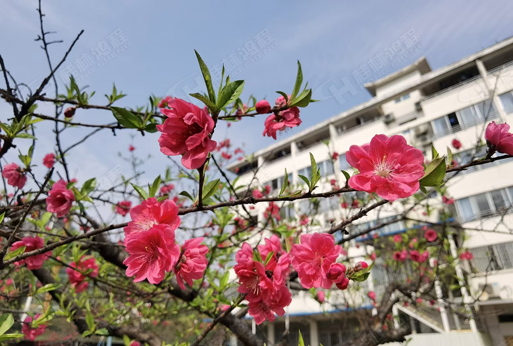 桂林鴻程花團(tuán)錦簇，滿園春色，邀您一起共賞春景，共商大計！